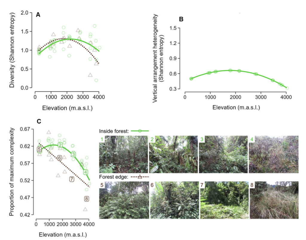 Fig. 3. Cambios en la complejidad estructural de la vegetación con la elevación, desde el bosque tropical al páramo en las estribaciónes orientales de los Andes del Ecuador (220 m - 4050 m, latitud 0.5° a 0.7° S). (A) Complejidad en la diversidad de planes estructurales de la vegetación (método intercepción de línea a tres escalas); (B) complejidad en la estratificación vertical de la vegetación en el interior del bosque; (C) complejidad estructural de la vegetación basada en los patrones del color (H), croma (S) e intensidad (V) en fotografías digitales a nivel de paisaje y métricas de la teoría de la información (Proulx & Parrott 2008).